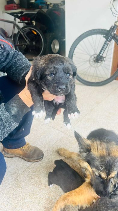 Cães filhotes para doação