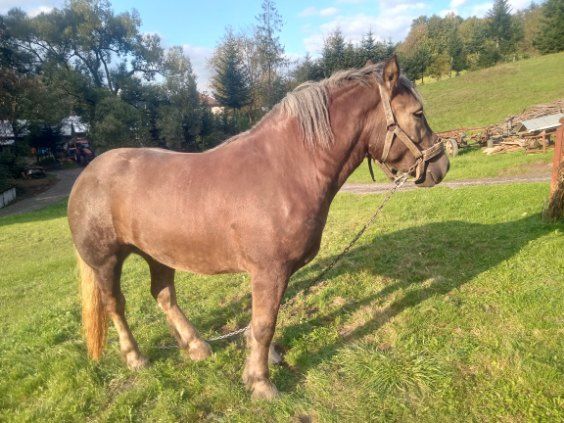 Klacz zimnokrwista 3 lata zaźrebiona z potwierdzeniem