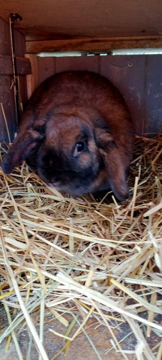 Декоративні карликові кроленята