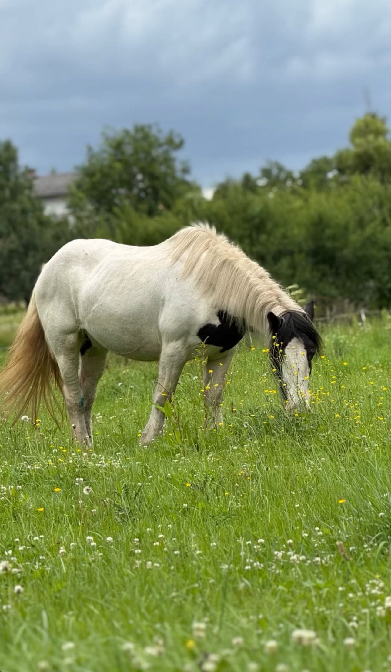 Sprzedam piękną Tinkerke
