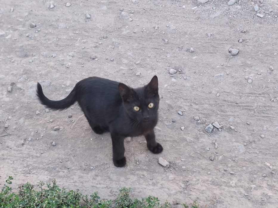 Разные котята бесплатно. Кошка. Кот. Котенок даром. Отдам срочно !!!