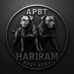Apbt pit bull   american pit bull terrier
