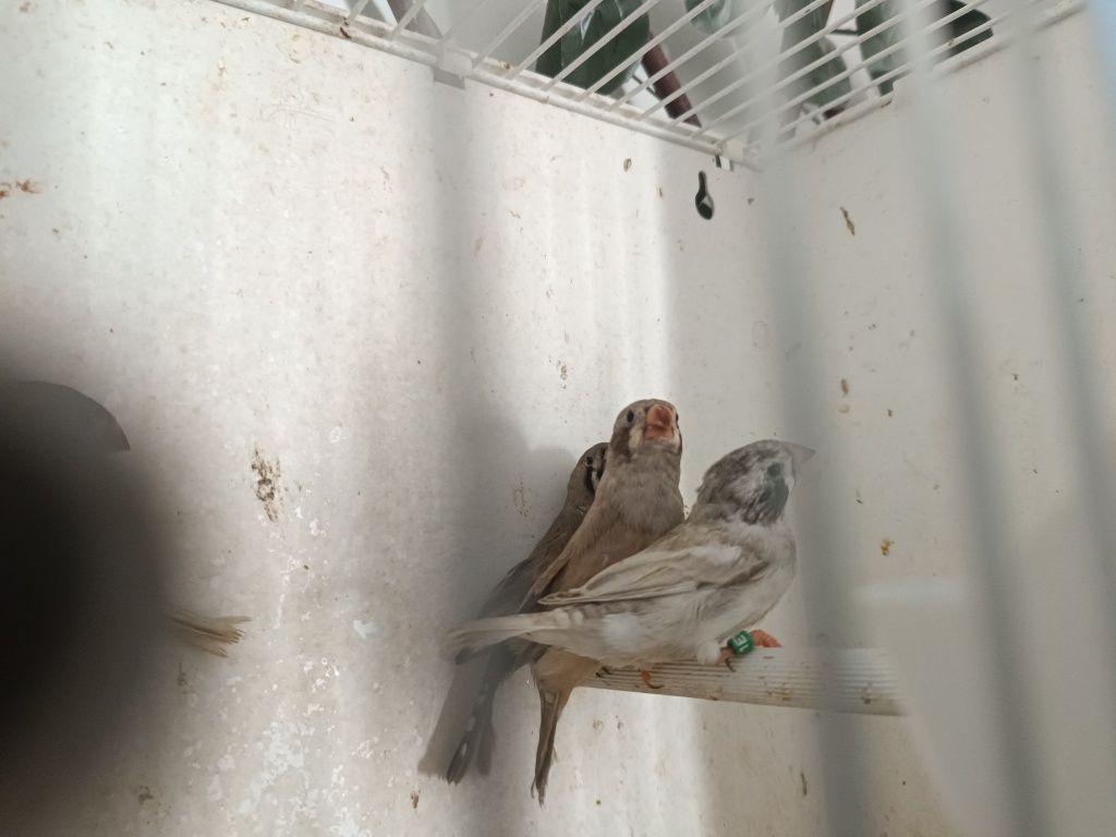 Mandarins de boa pena com anilha