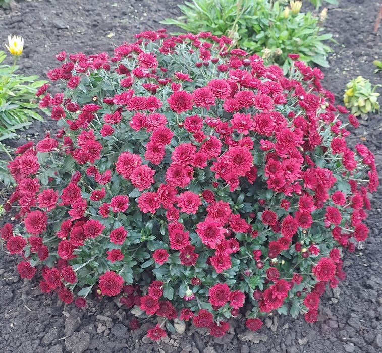 Хризантема шаровидна мультіфлора вишнева ,,Camina Reed,,
