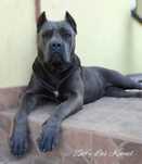 Cane Corso sunia