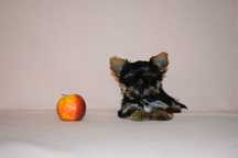 Yorkshire terrier NEMI suczka