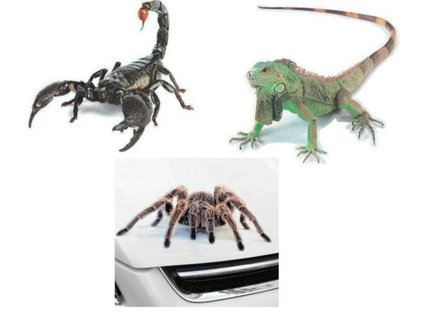 паук - новая Наклейка на автомобиль 3D - ящерица - скорпион - 3 шт