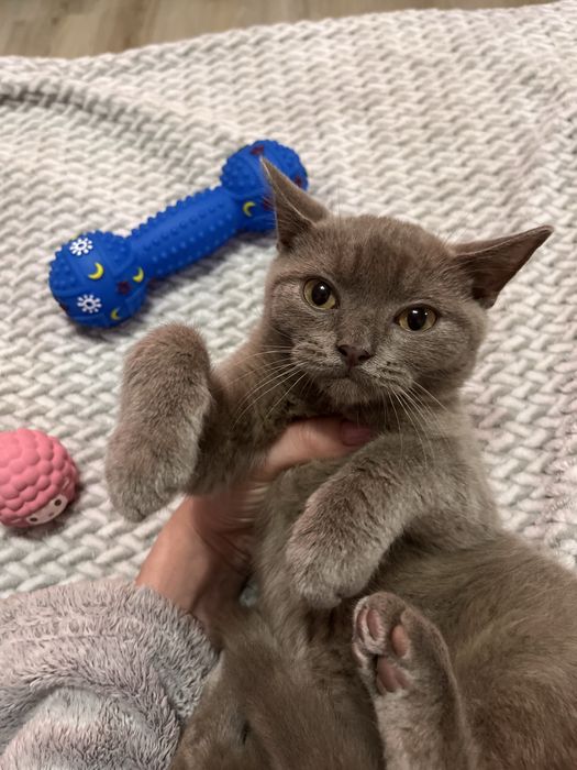 Kocurek brytyjski liliowy GOTOWY NA ODBIOR W KAZDEJ CHWILI