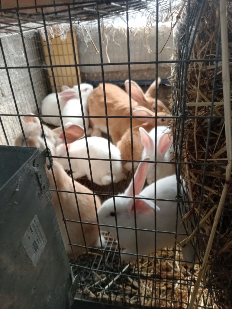 Coelhos caseiros