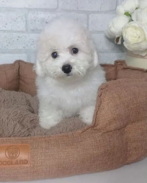 Красивейшие Бишон Фризе