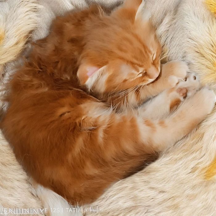 Продается шотландский вислоухий котёнок -мальчик