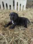 Czarny Pies Samiec Cane Corso po mocnych rodzicach