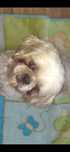 Sprzedam suczkę rasy Shih Tzu