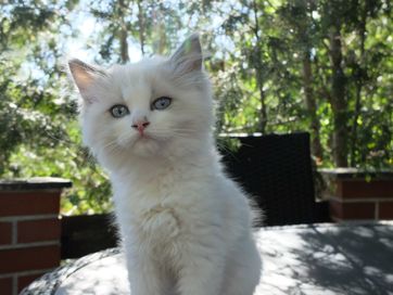 Kotka Ragdoll Blue Bicolor