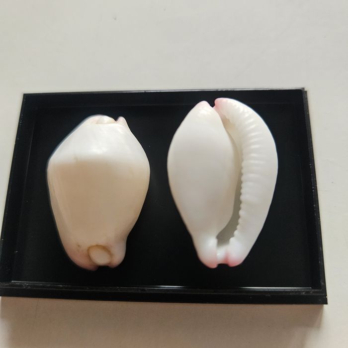 Calpurnus verrucosus muszle