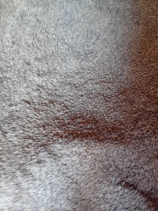 Sprzedam zboże paszowe