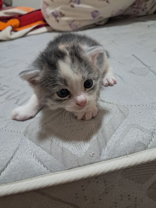 SOS! SOS! SOS!!!  Кошенята в добрі руки!