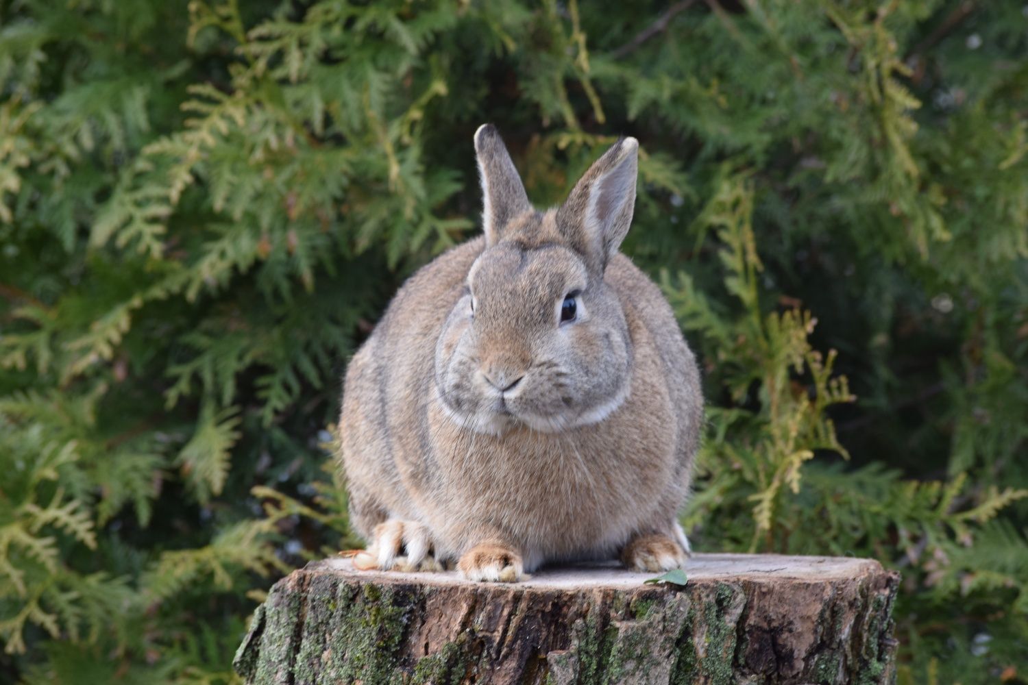 Króliczek Karzełek Niderlandzki, Mini Lop, Karzełek Teddy hodowla