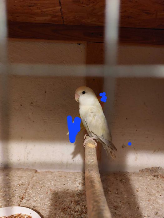 Papużki nierozłączki czerwonoczelne