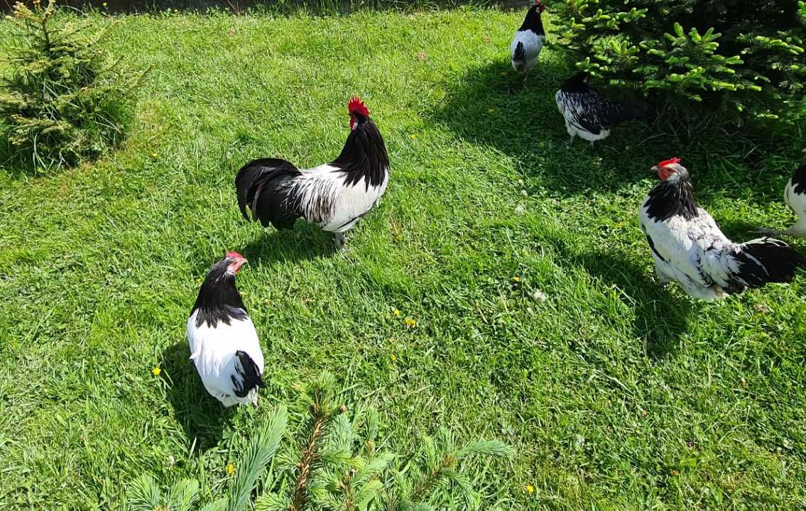 Sprzedam jaja lęgowe pięknych kur lakenfelder z własnej hodowli jajka