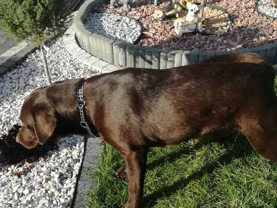 Labrador dorosły piesek