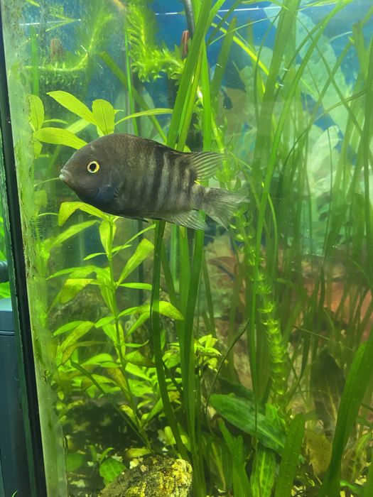 Аквариумная рыбка Цехлида Седжика