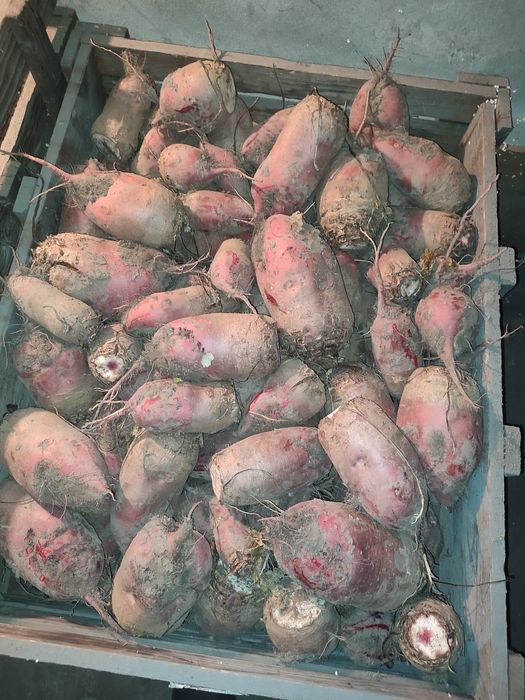 Buraki pastewne worki 25kg