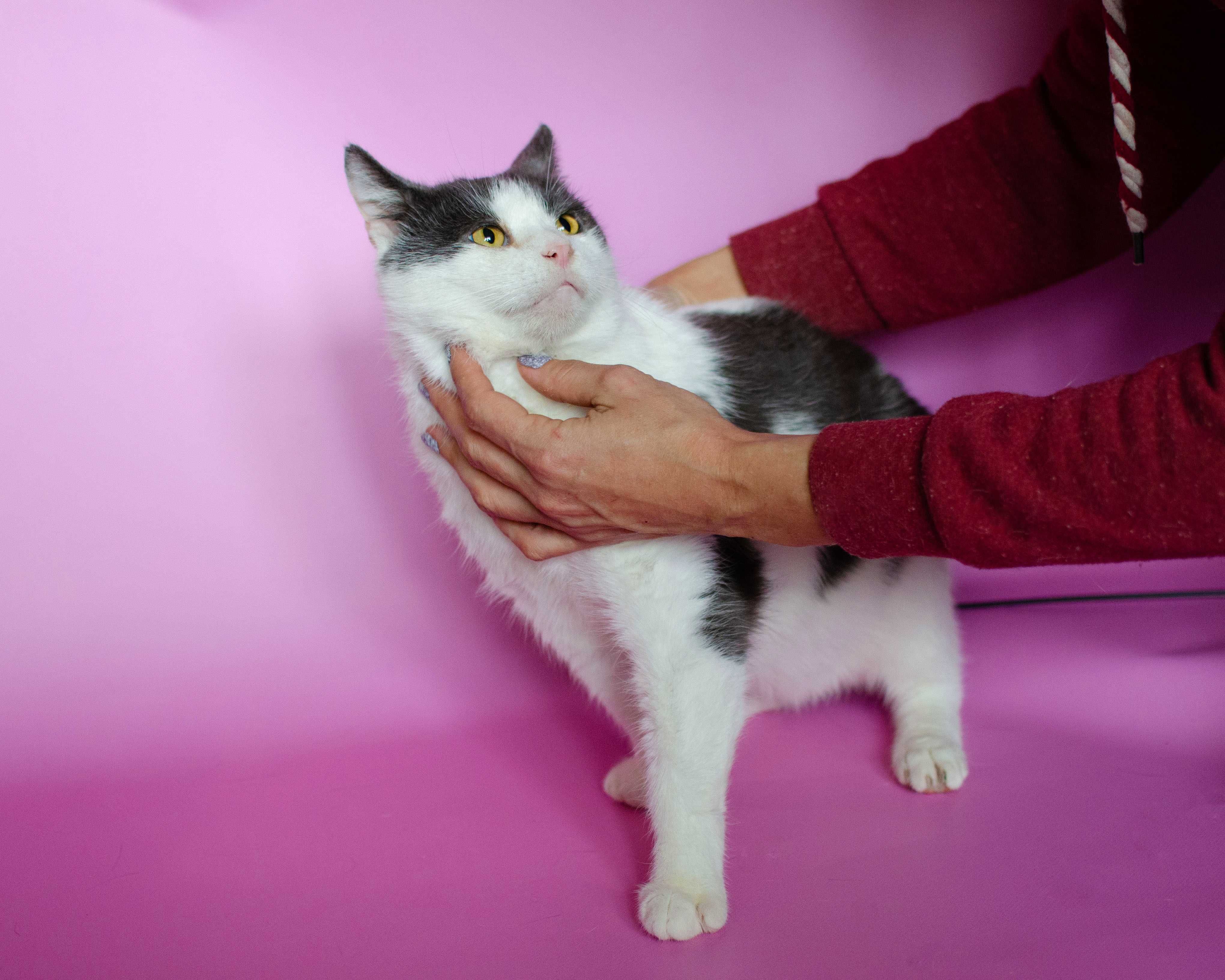 Котик Боббі | няшний чорно-білий кіт 1 рік