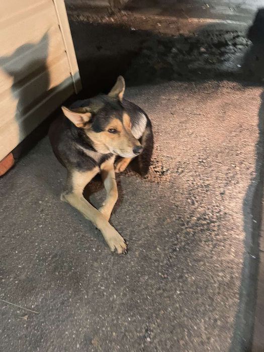 Замечен пес, кобель, зерновая