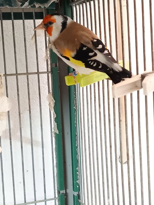 Vendo majores deste ano