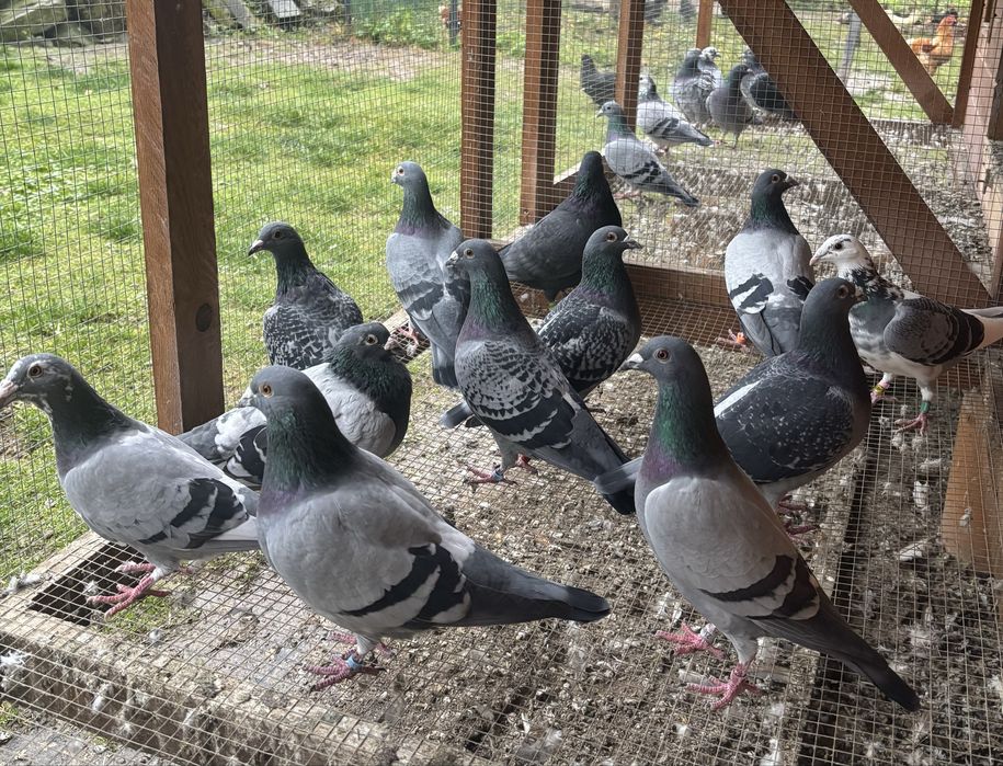 Gołębie pocztowe golebie