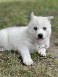 Husky Siberian/Syberian