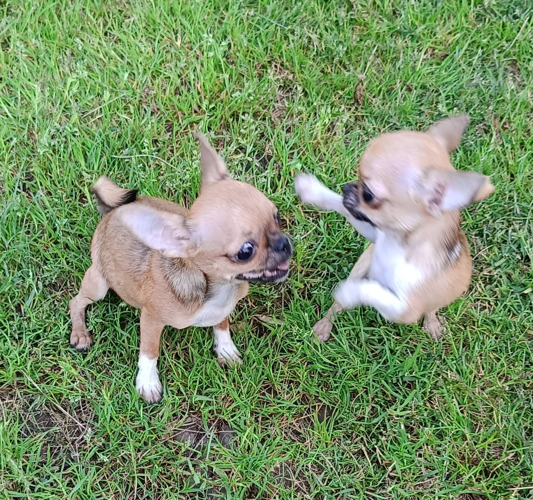 ***Mini Czteromiesięczna Laleczka Chihuahua*** Gotowa Do Odbioru ***