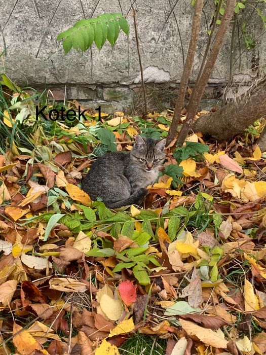 Urocze kociaki szukają kochających domów