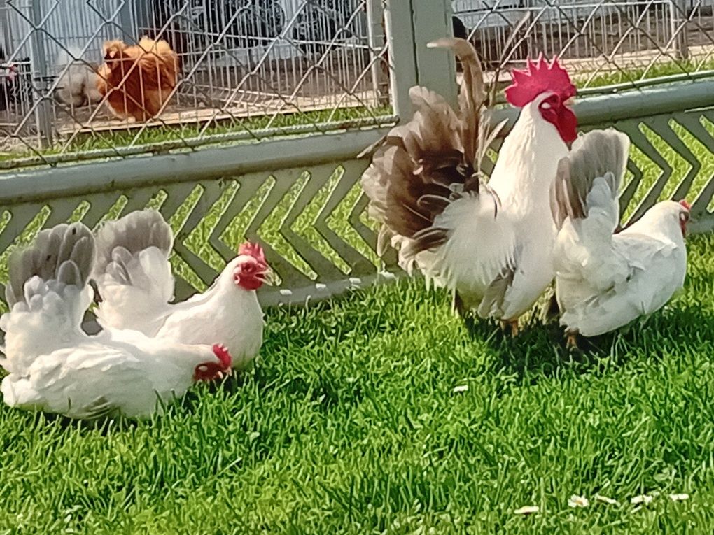Jaja lęgowe Chabo z niebieskim ogonem
