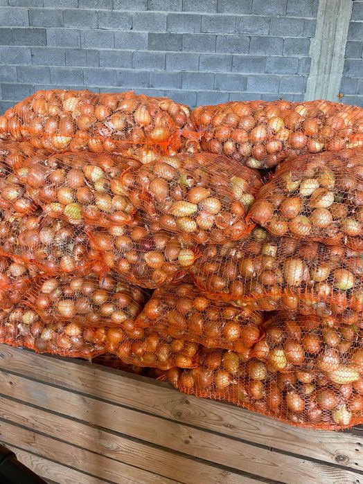 Sprzedam cebulę żółta i czerwona