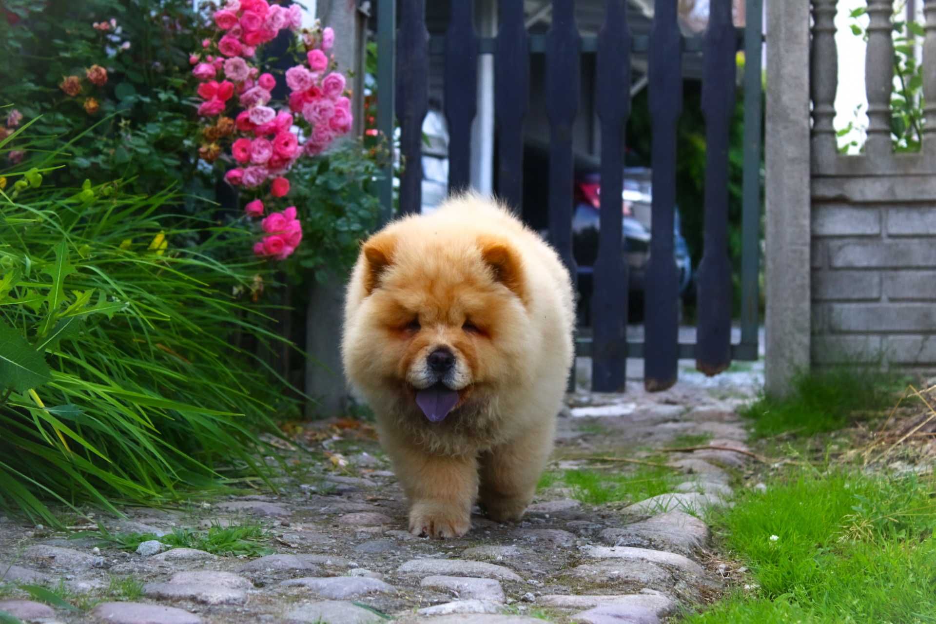 Chow chow ruda suka