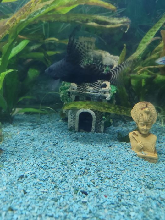 Сомик-перевёртыш[1] (лат. Synodontis nigriventris) —