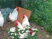 Koguty leghorn 9szt