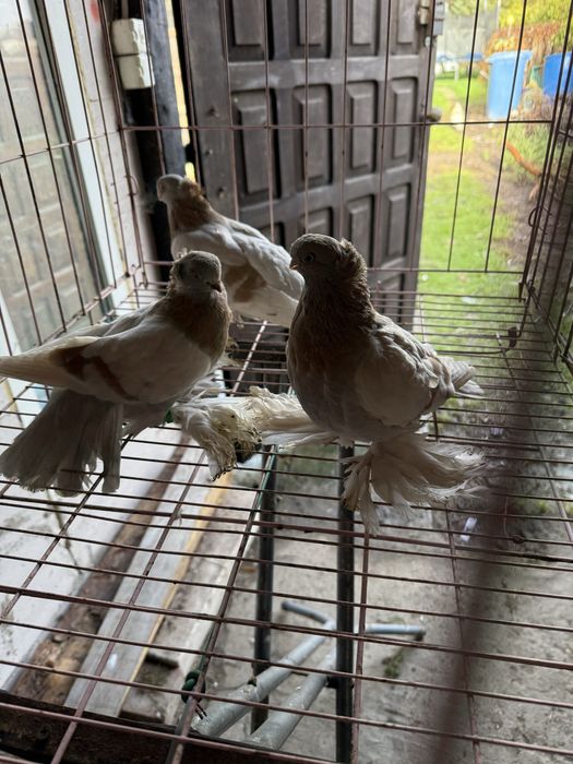 Sprzedam blajwindry koroniate 2 samice i samca