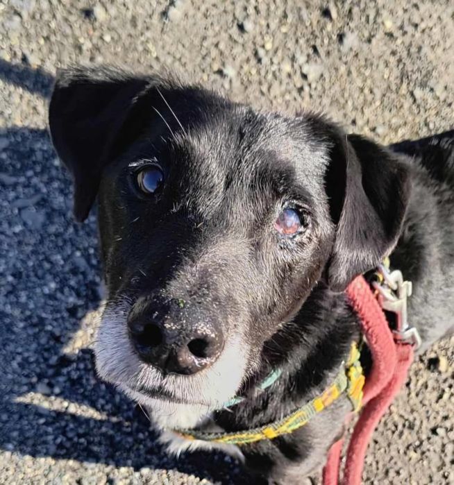 Czekam na dom - Agent