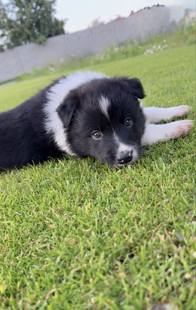 Border collie szczeniak