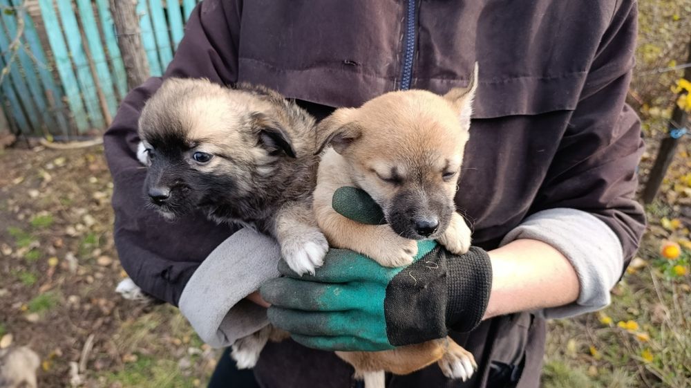 Віддам цуценят у добрі руки