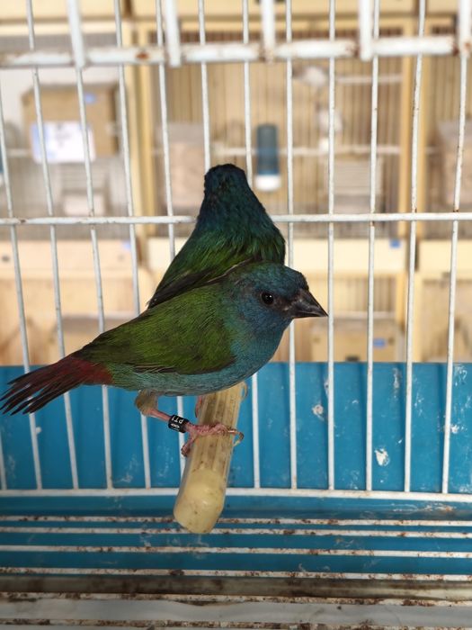 casal de Forbes
Cantanhede
macho 2024
fêmea