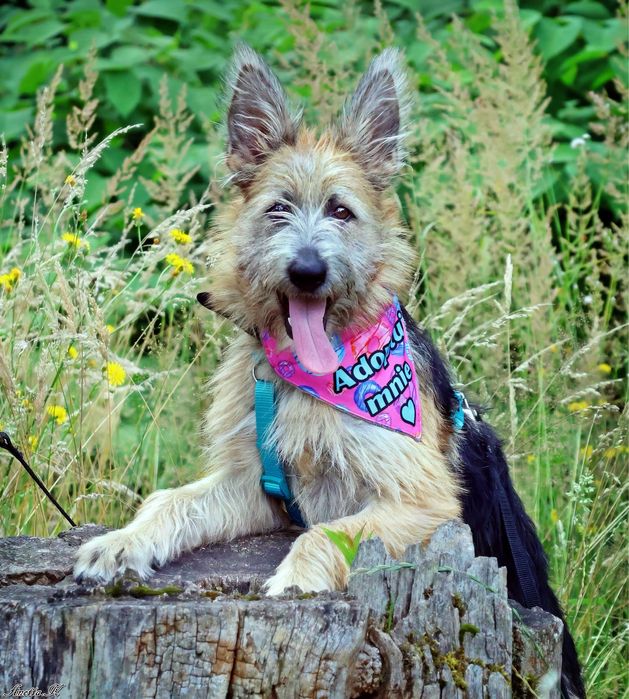 Cudowna Frotka szuka kochającego domku