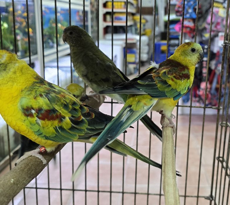 Red Ramp prontos para criar