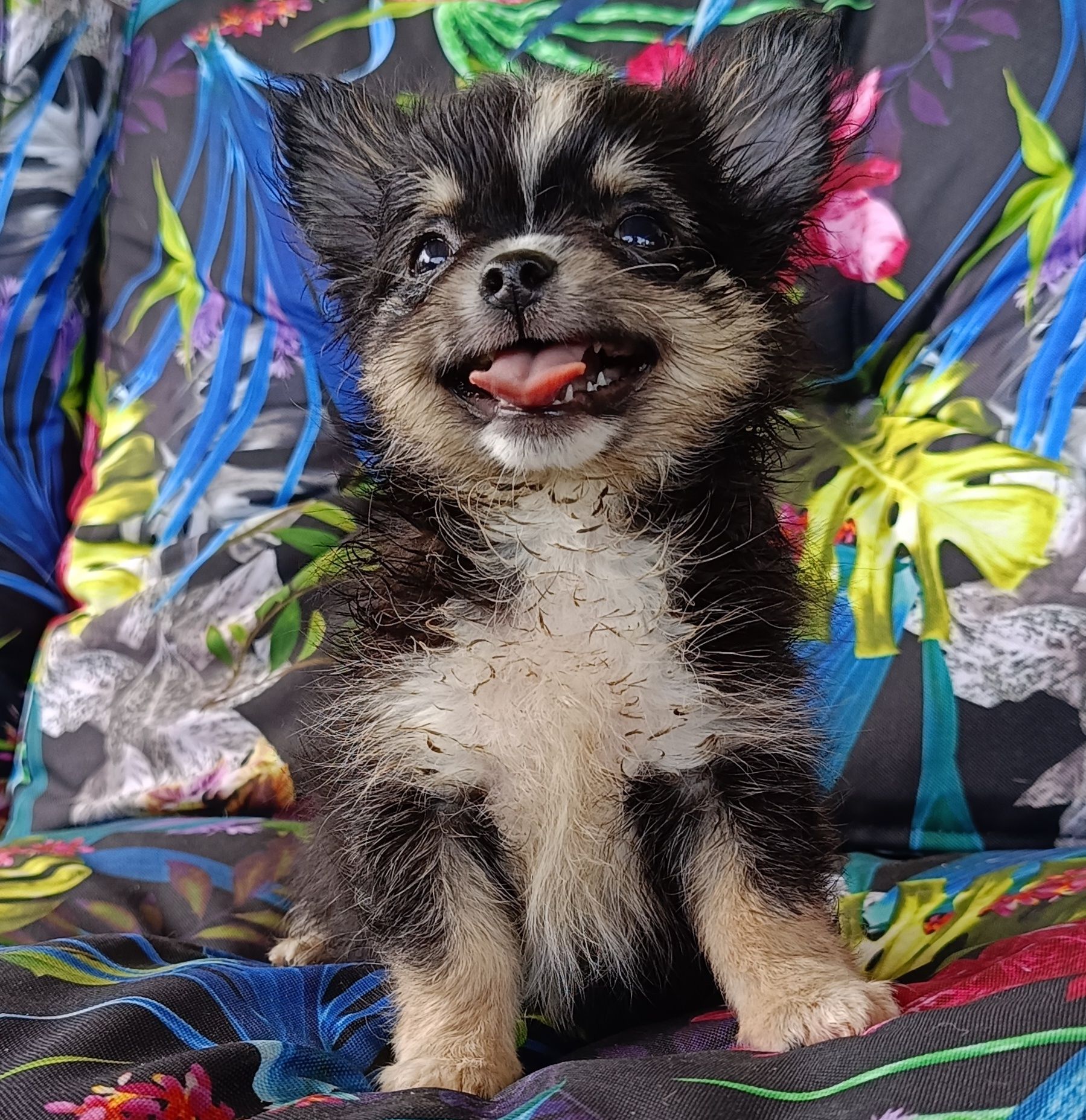 Chihuahua piesek mini XS długowłosy
