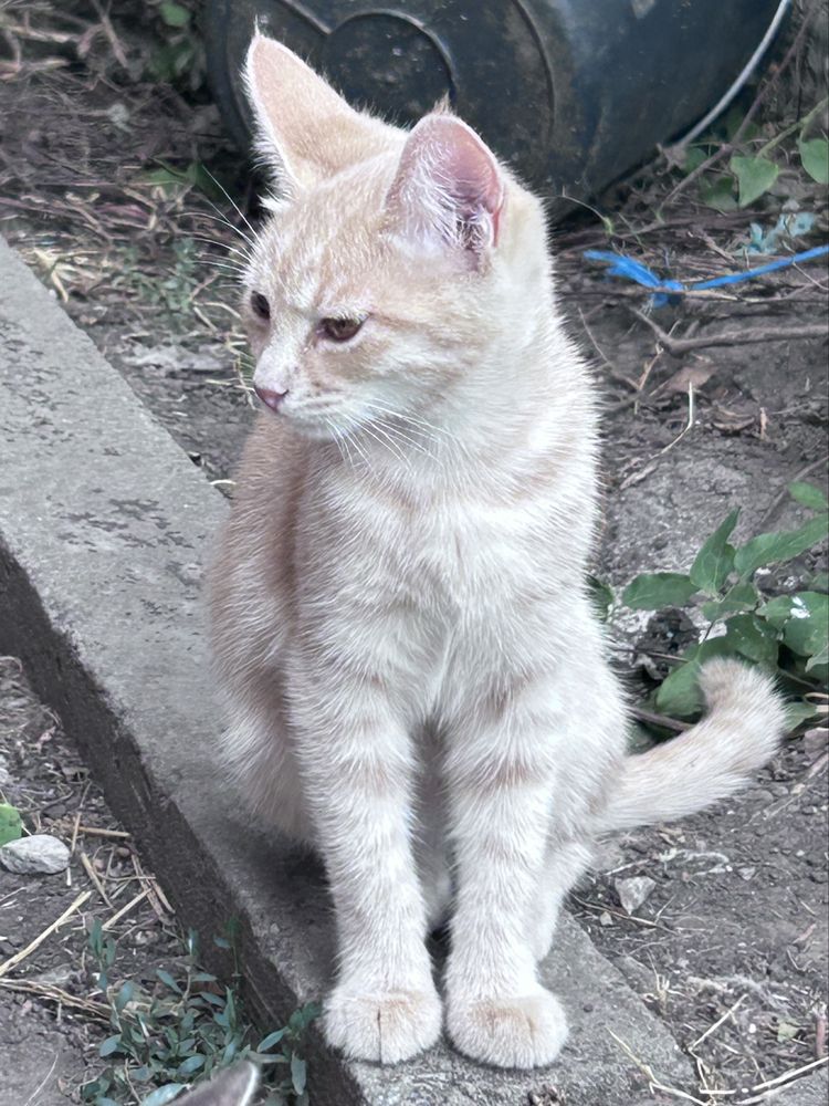 Котенок ищет семью