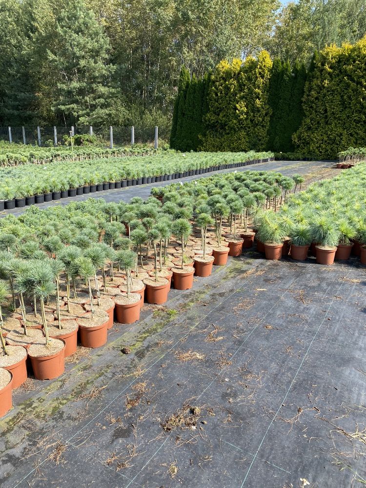 Pinus strobus „Green Twist” forma kulista Producent