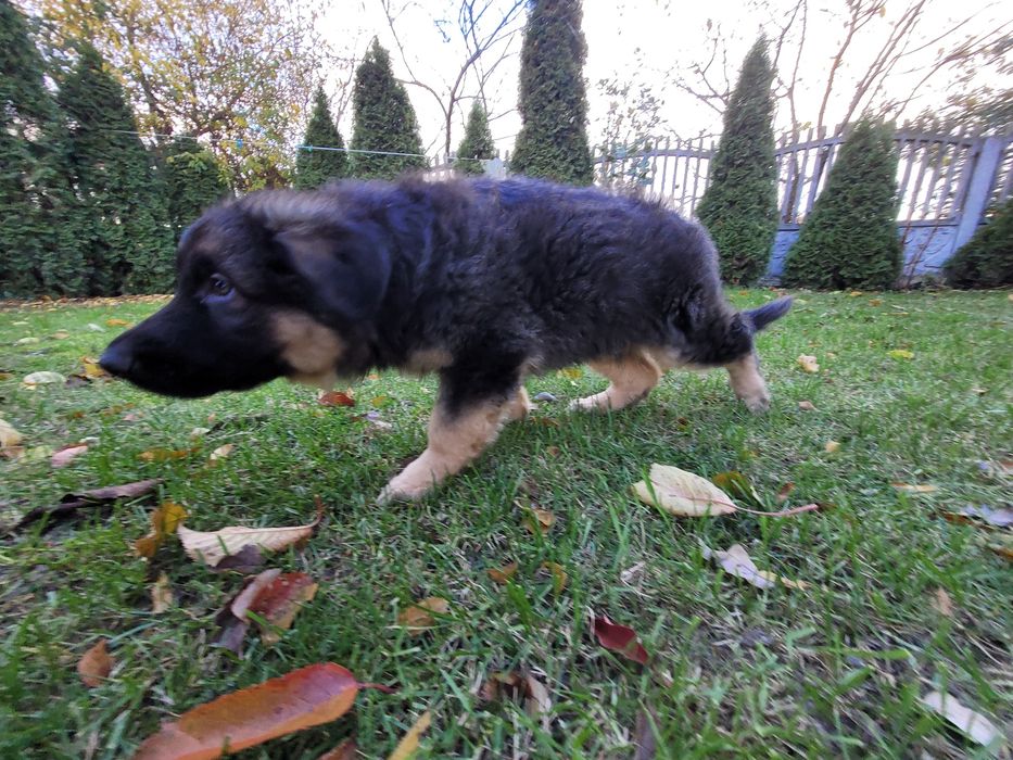 Owczarek niemiecki długowłosy